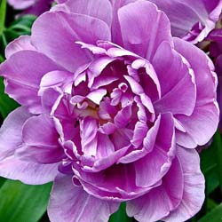 tulipe double tardive -lilac perfection